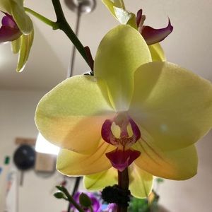 Meet your Posher, Tasha